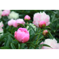 Extracto de plantas naturales de peony peony